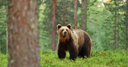 Niedźwiedzie na wyciągnięcie ręki. Niezwykła atrakcja tuż za polską granicą