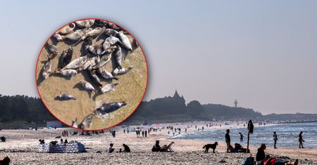 Ujęcie znad Bałtyku. Wyszły na plażę. Były ich setki