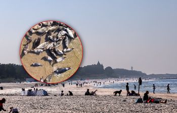 Ujęcie znad Bałtyku. Wyszły na plażę. Były ich setki
