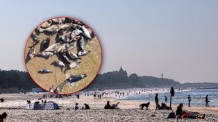Ujęcie znad Bałtyku. Wyszły na plażę. Były ich setki
