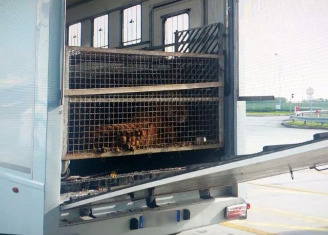 Zwierzęta były w tragicznym stanie, jedno padło. Trzy osoby skazane za fatalny transport tygrysów do Rosji