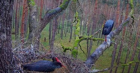 Zachował się skrajnie nieodpowiedzialnie. "W tak wrażliwym dla nich momencie"