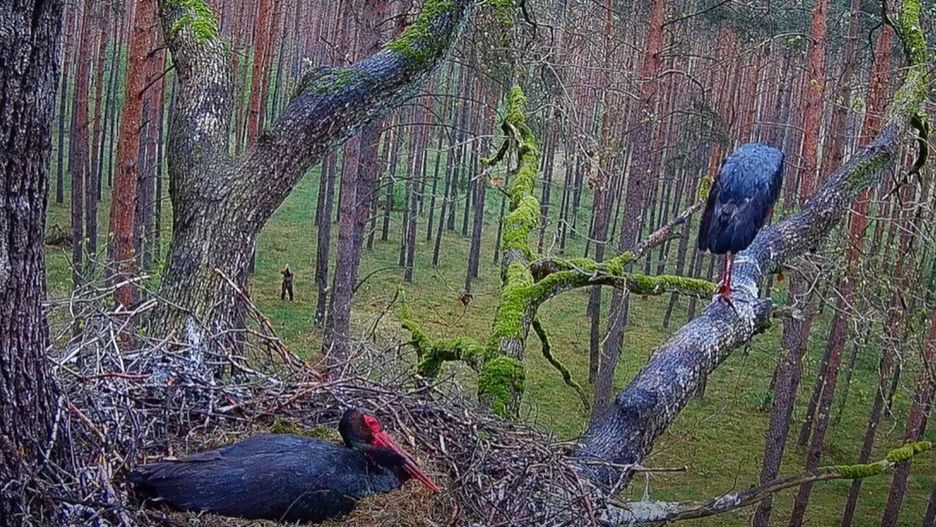 Życie bocianów czarnych oglądają tysiące miłośników przyrody