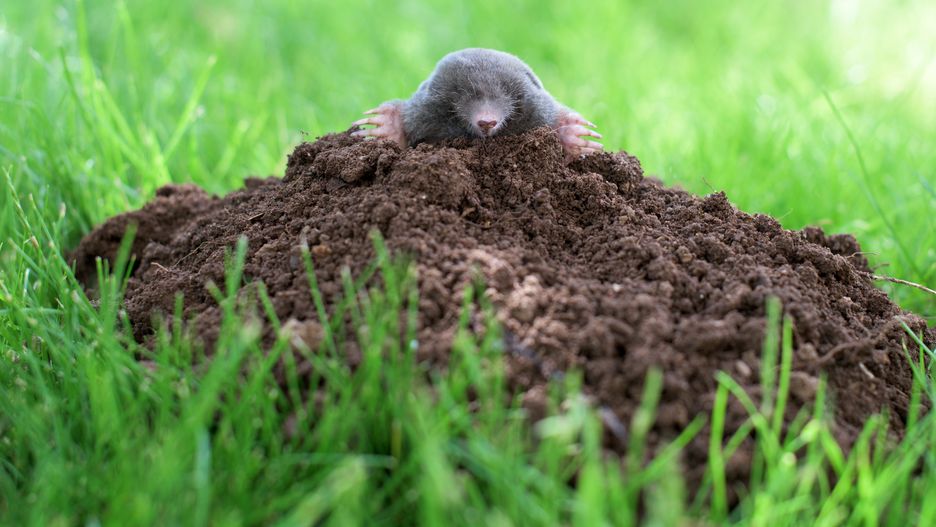 pest, taupe, animals, skin, habitat, small, digger, paws, field, nose, claws, macro, portrait, ground, wild, face, shovel, heap, naughty, meadow, soft, dirt, hide, noxious, annoying, lawn, zoology, soil, earth, europe, molehill, blind, fur, insectivore, rodent, snout, sniff, black, closeup, mound, nature, brown, grass, wildlife, dig, garden, mammal, animal, mole, mole, animal, dig, grass, pest, taupe, animals, skin, habitat, small, digger, paws, field, nose, claws, macro, portrait, ground, wild, face, shovel, heap, naughty, meadow, soft, dirt, hide, noxious, annoying, lawn, zoology, soil, earth, europe, molehill, blind, fur, insectivore, rodent, snout, sniff, black, closeup, mound, nature, brown, wildlife, garden, mammal