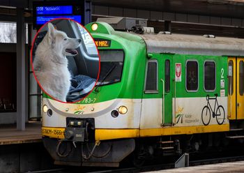 Nietypowa interwencja policji. Chodzi o psa, który jeździł koleją