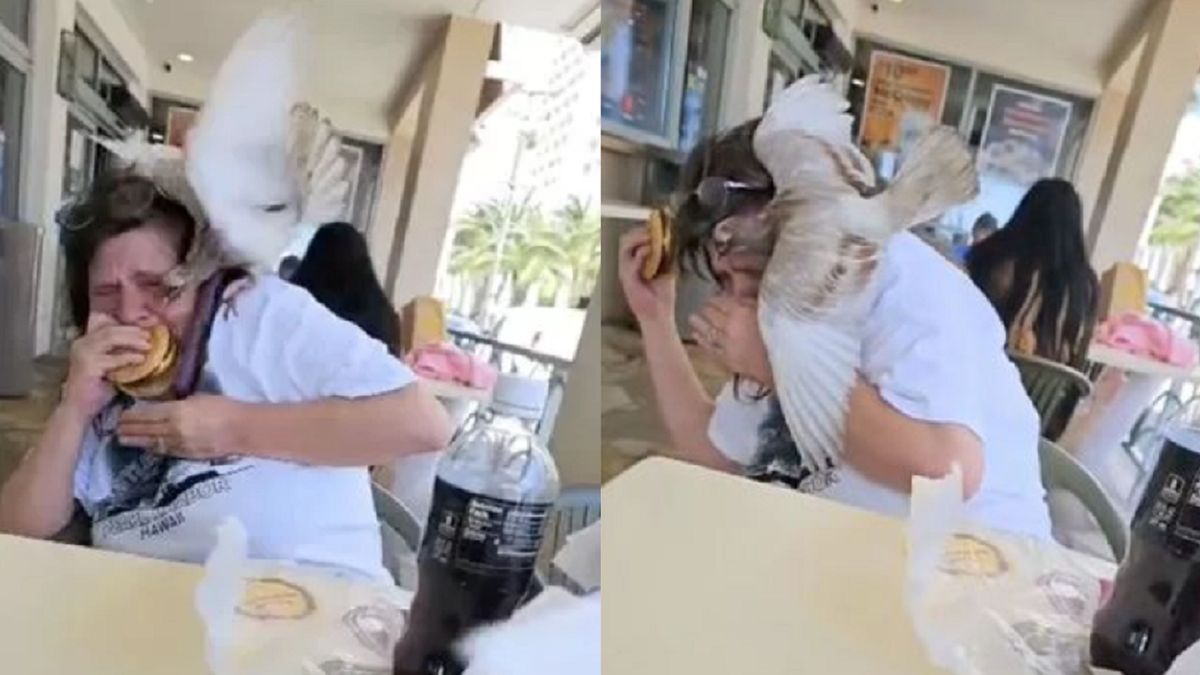 Kobieta została zaatakowana przez gołębia.