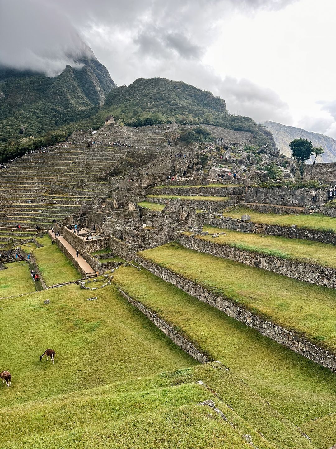 Tarasy to najbardziej charakterystyczny element ruin Machu Picchu