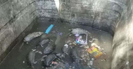 Porażające wideo z Glasgow. Martwe szczury w koszach na śmieci