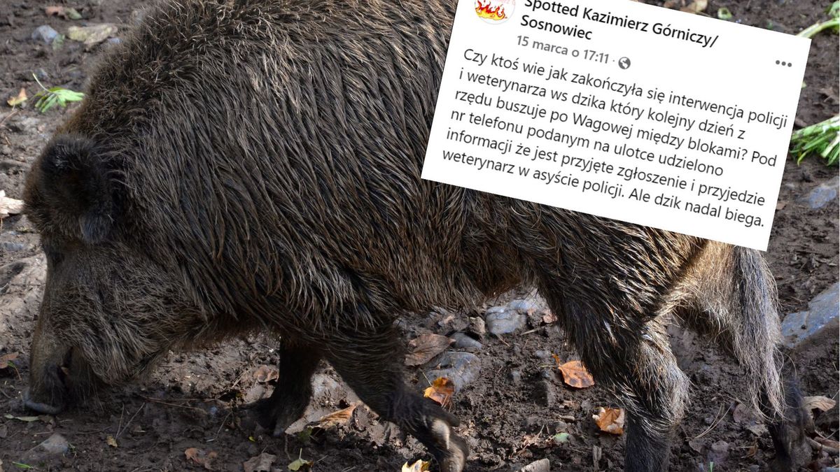 Sosnowiec. Oswoili dzika, teraz chcą się go pozbyć