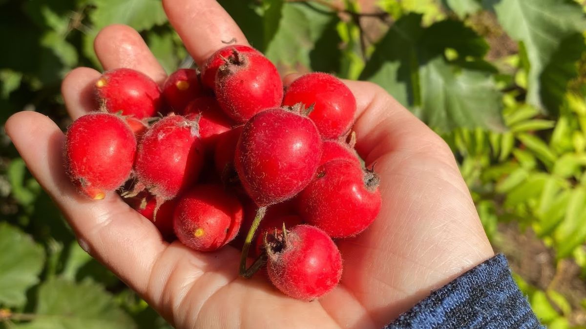 Jakie właściwości mają owoce głogu i do czego ich użyć?