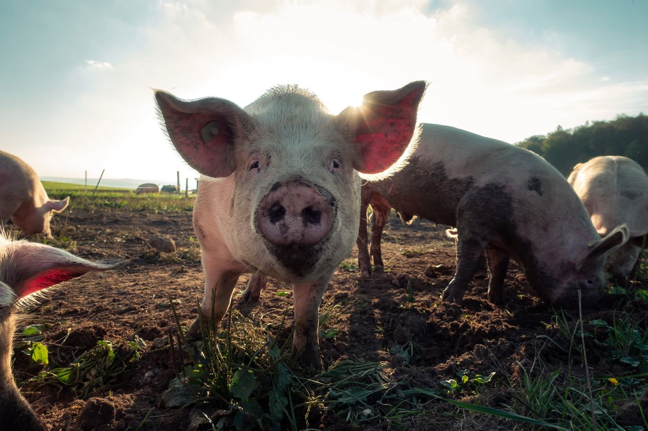 Huawei ma ciężko ze smartfonami, więc rozbudowuje technologie hodowli świń