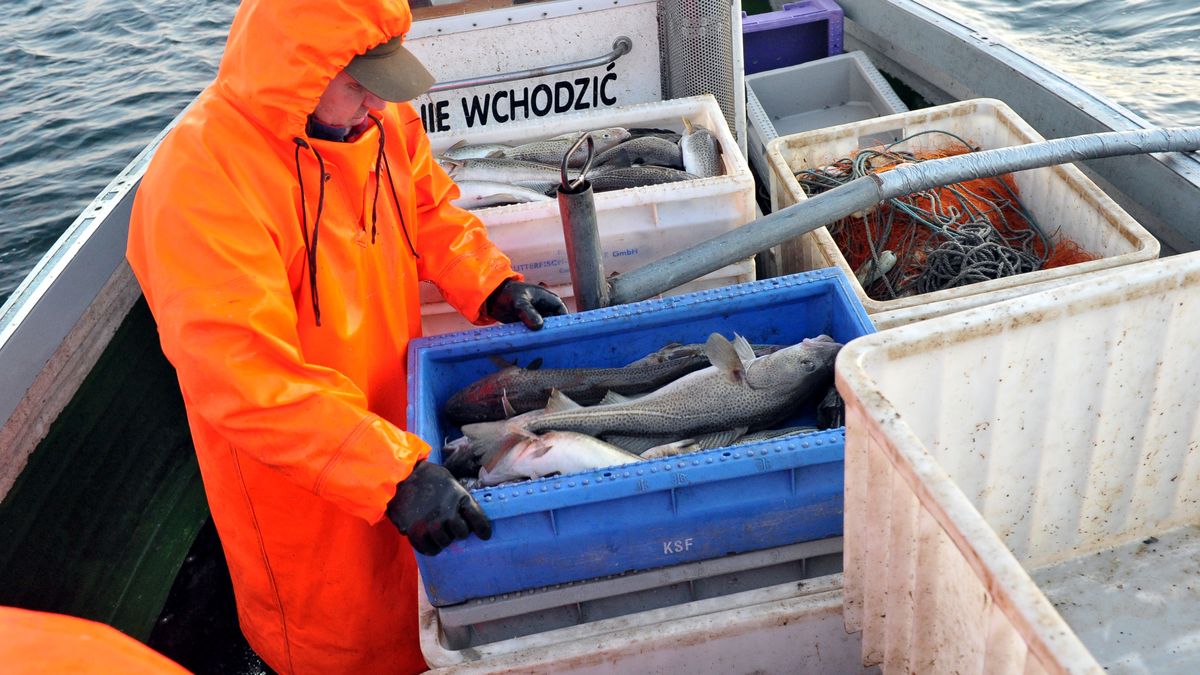 Po�owy dorsza
Marcin Bielecki
Ba�tyk, dorsz, kuter, morze, po�owy, po��w, ryba, rybacy, rybak