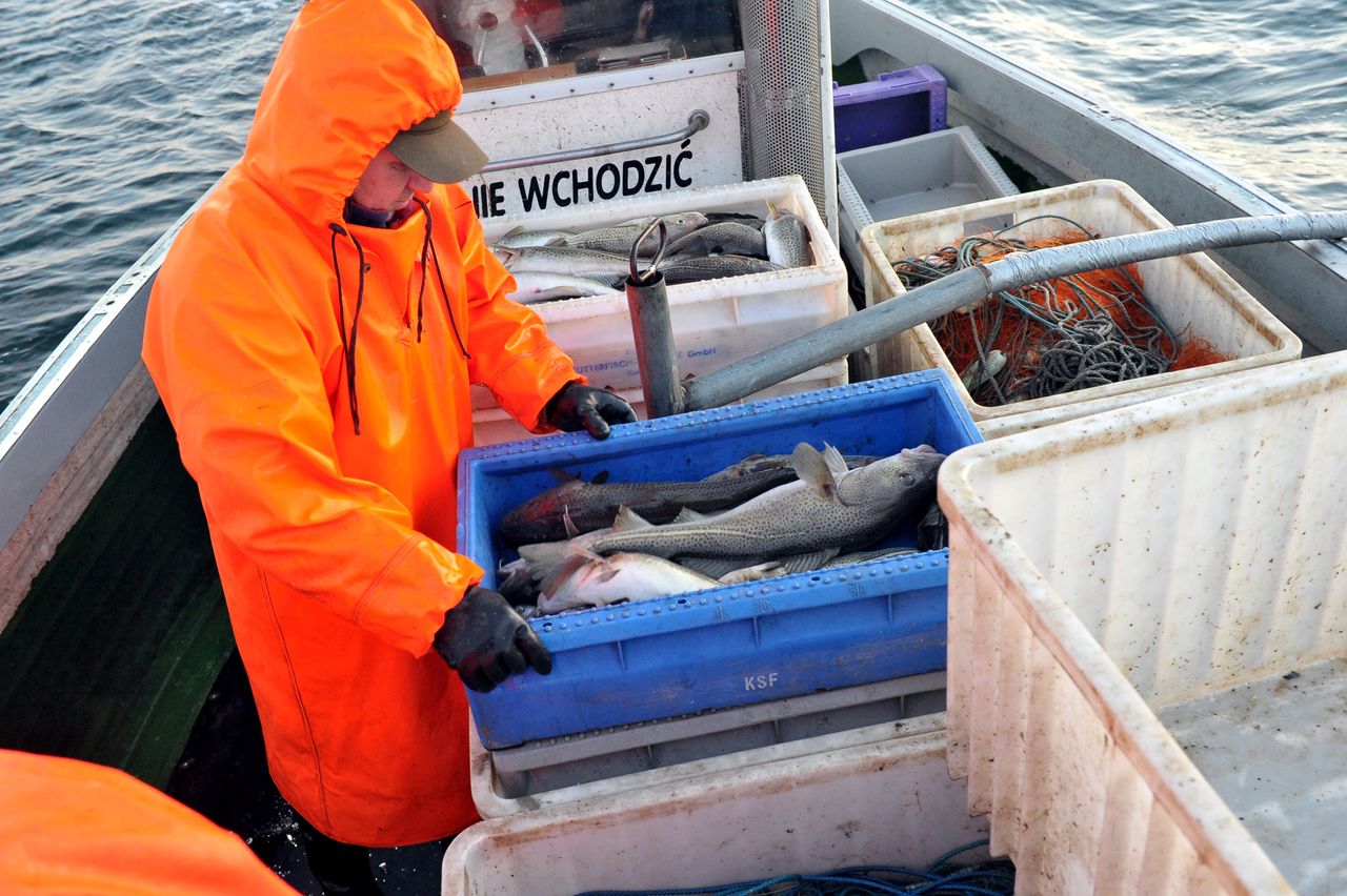Odkryli, co stało się z bałtyckim dorszem. "Kiedyś ważył 40 kg"