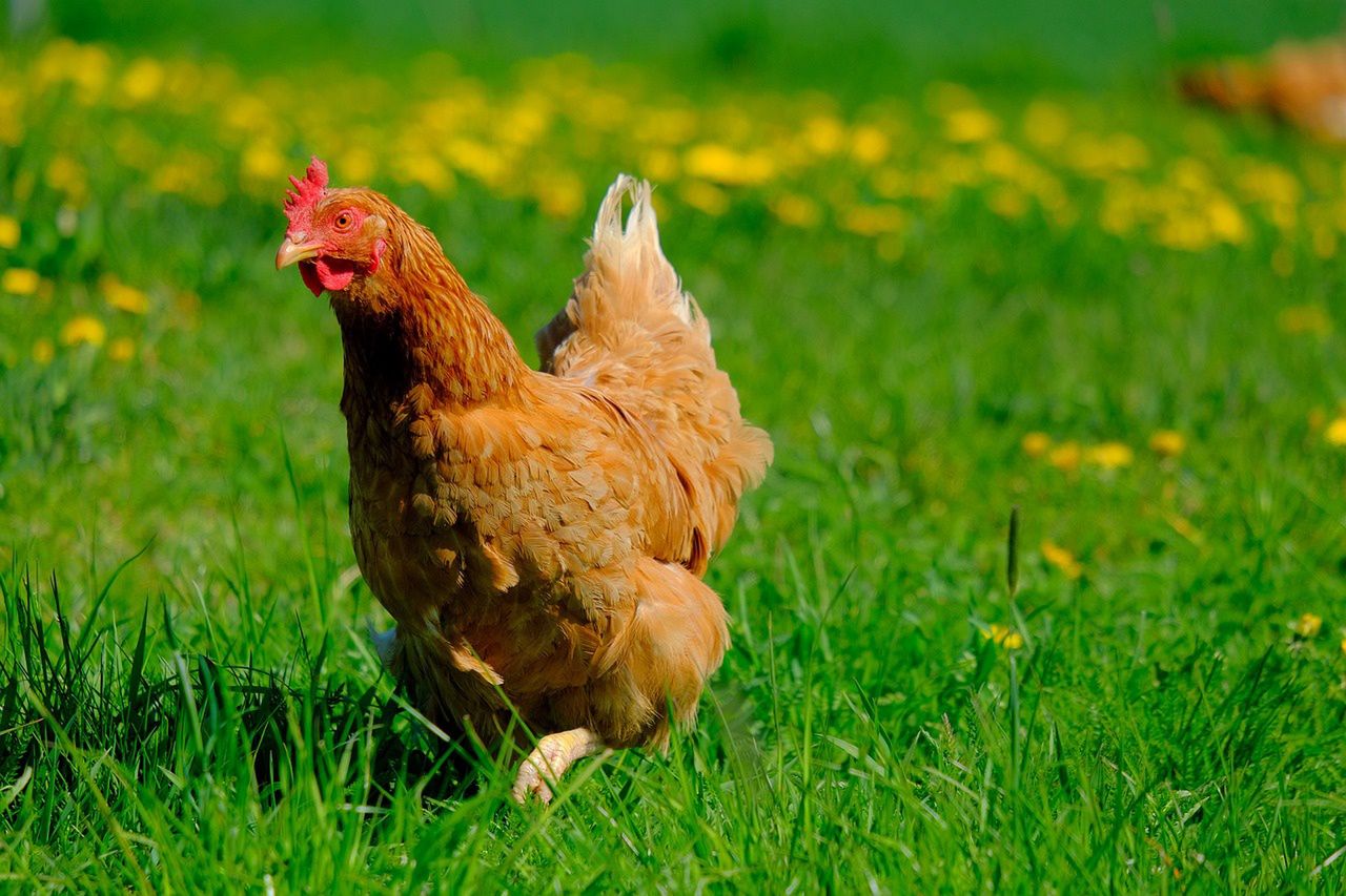 French scientists reveal chickens' emotional cues through blushing