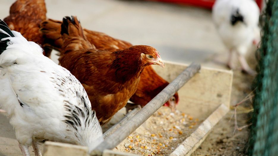 Kto będzie mógł skorzystać z dopłat do składek ubezpieczenia zwierząt gospodarskich?
