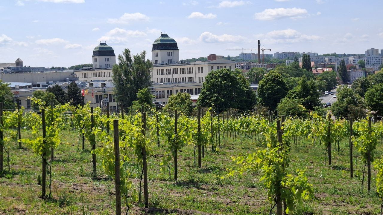 Egzotyczny świat pod kopułą. Zielonogórska palmiarnia to jedna z największych atrakcji miasta. Jej historia jest długa i fascynująca