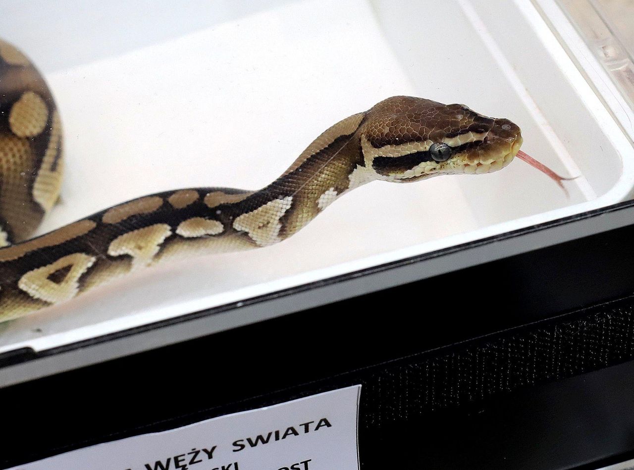 Sosnowiec: Na balkonie mieszkania na 9 piętrze pojawił się wąż boa