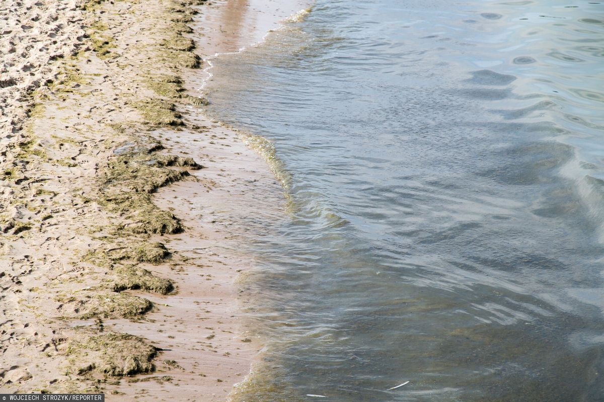 Zakwity sinic masowo występują np. w Zatoce Gdańskiej