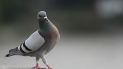 Niezwykłe umiejętności gołębi