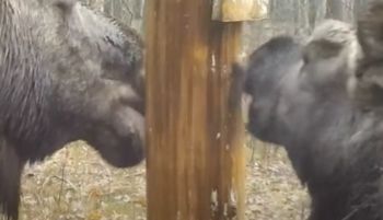 Leśnicy wrzucili na Facebooka. Przypatrzcie się dobrze