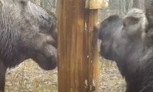 Leśnicy wrzucili na Facebooka. Przypatrzcie się dobrze