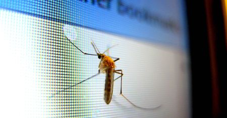 32 miliony komarów na wolności? Google testuje nietypową broń
