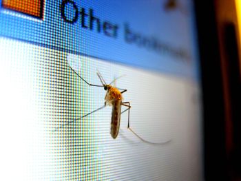 32 miliony komarów na wolności? Google testuje nietypową broń