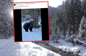 Niedźwiedzie jeszcze nie śpią. Pokazali nagranie z popularnego szlaku