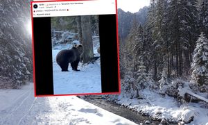 Niedźwiedzie jeszcze nie śpią. Pokazali nagranie z Doliny Kościeliskiej