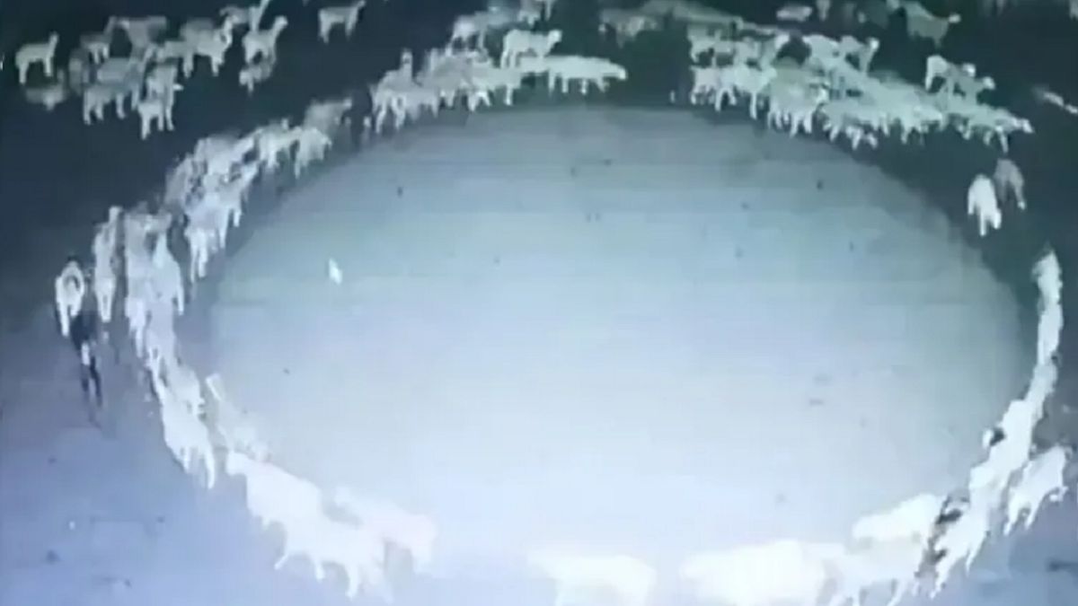 Owce chodziły w kółko przez 12 dni