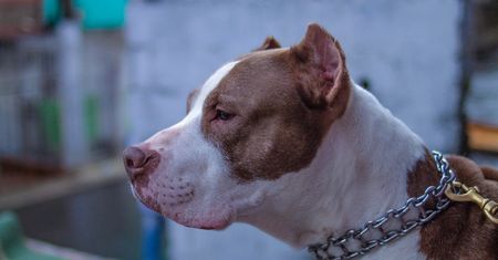 Pitbull zaatakował dziewczynkę. Cudem przeżyła