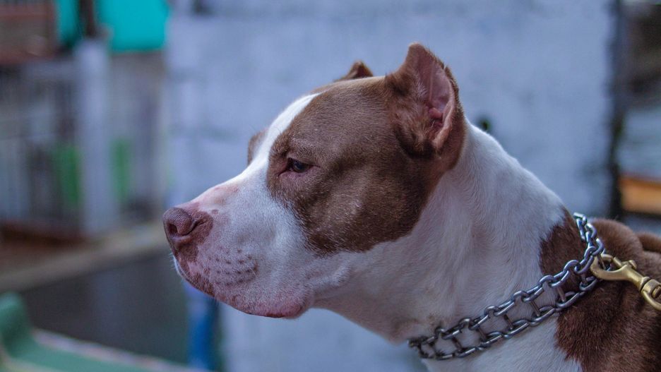 Pitbull pogryzł dziewczynkę