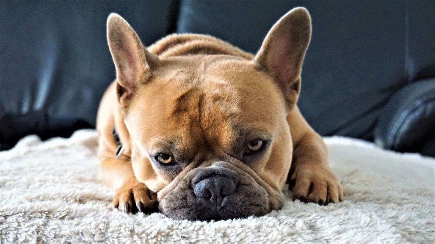 Buldog francuski