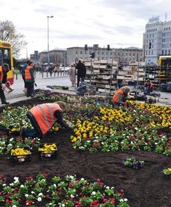 Bratki, stokrotki i tulipany. 222 tysiące kwiatów na ulicach Warszawy