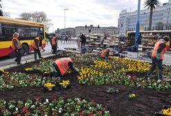 Bratki, stokrotki i tulipany. 222 tysiące kwiatów na ulicach Warszawy