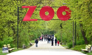 Skandal w Warszawie. Rzucali gorylowi jedzenie. ZOO apeluje