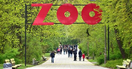 Skandal w Warszawie. Rzucali gorylowi jedzenie. ZOO apeluje