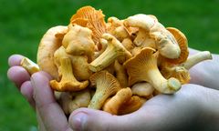 Pierwsze grzyby już w polskich lasach. Jakie okazy można zbierać w czerwcu?