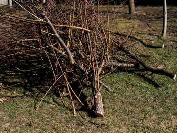 Przyłapani zapłacą nawet 5 tys. zł. Na działce to nielegalne