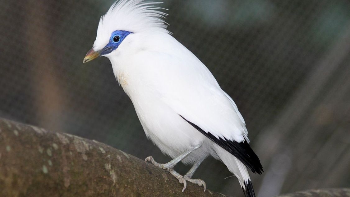 szpak balijski zoo ptak zwierzę