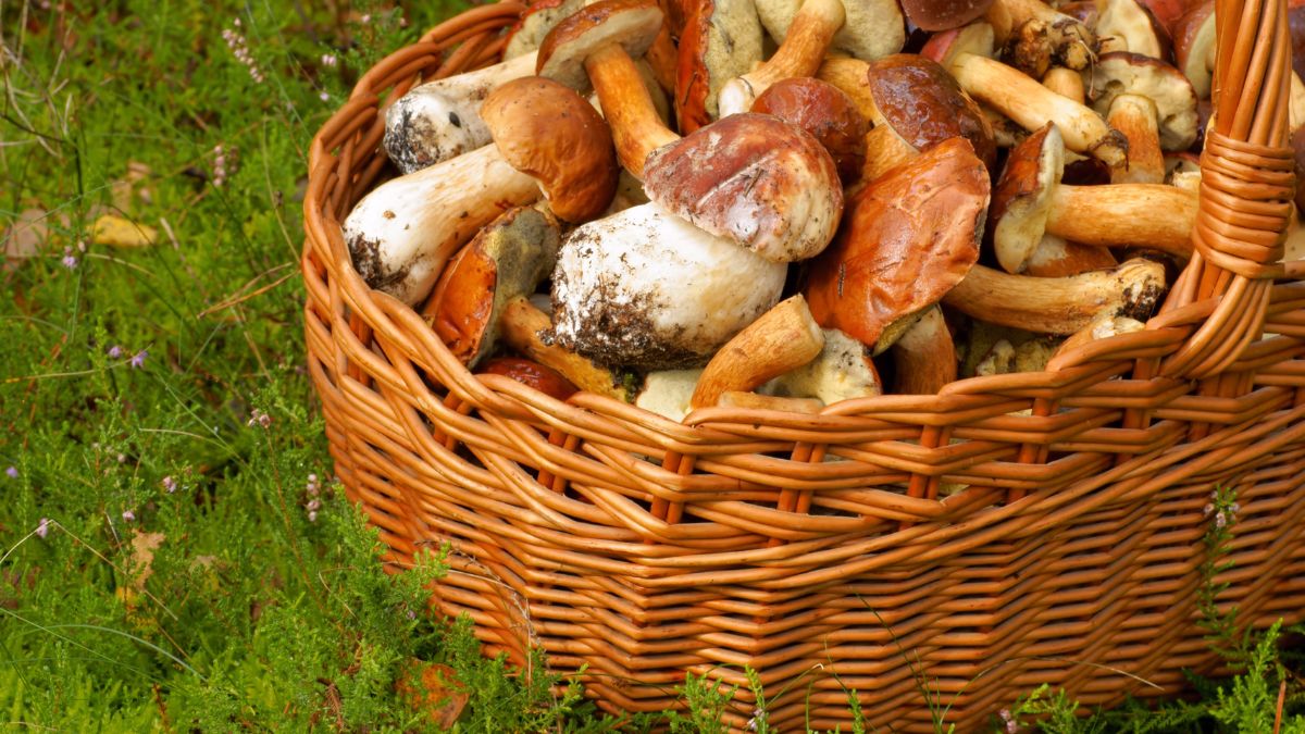 Gdzie aktualnie rośnie najwięcej grzybów?