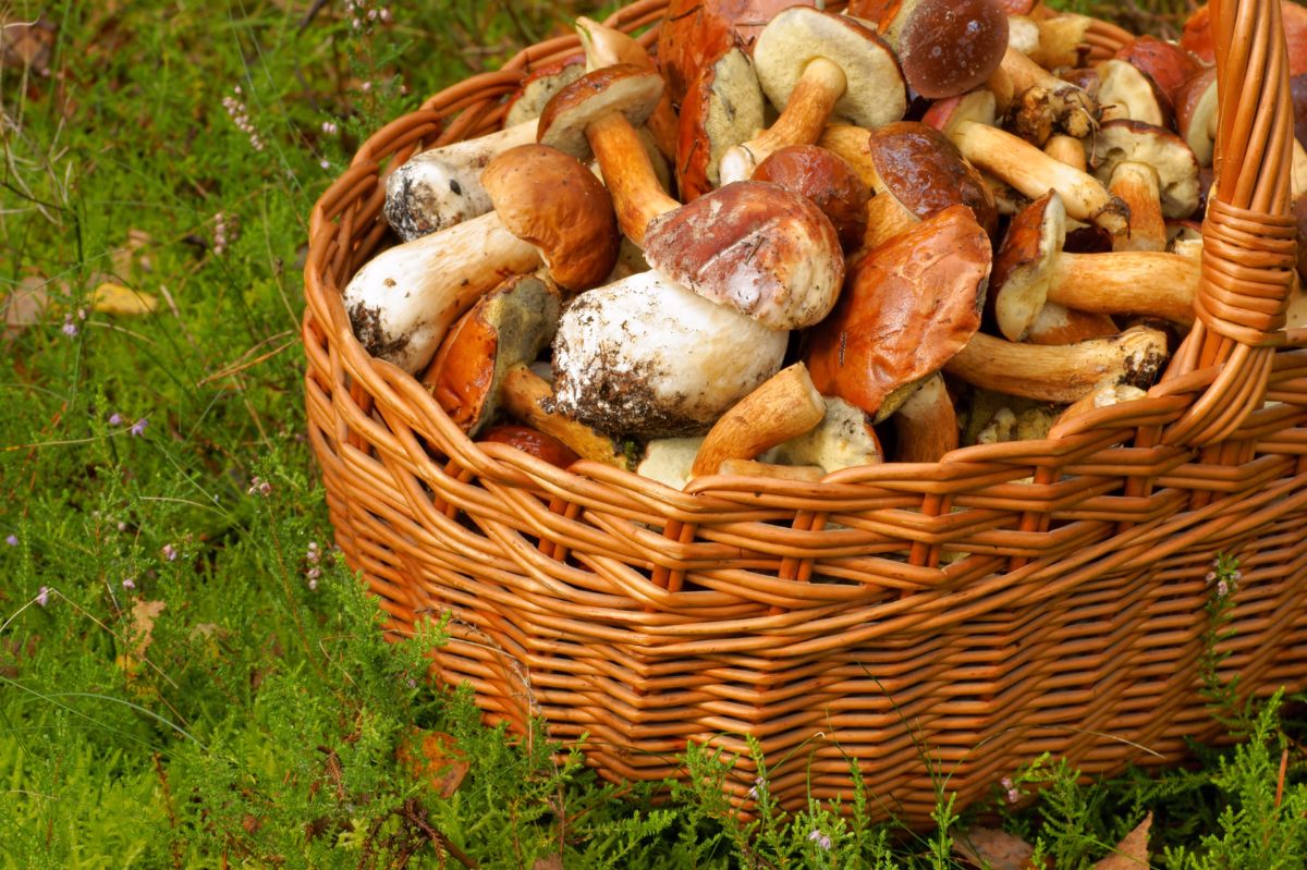 W tych miejscach jest najwięcej grzybów. Z lasu wychodzą z pełnymi koszami