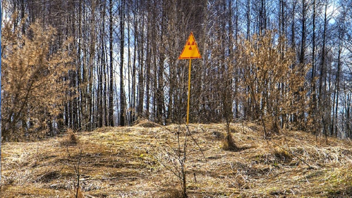 Czerwony Las obok Czarnobyla 