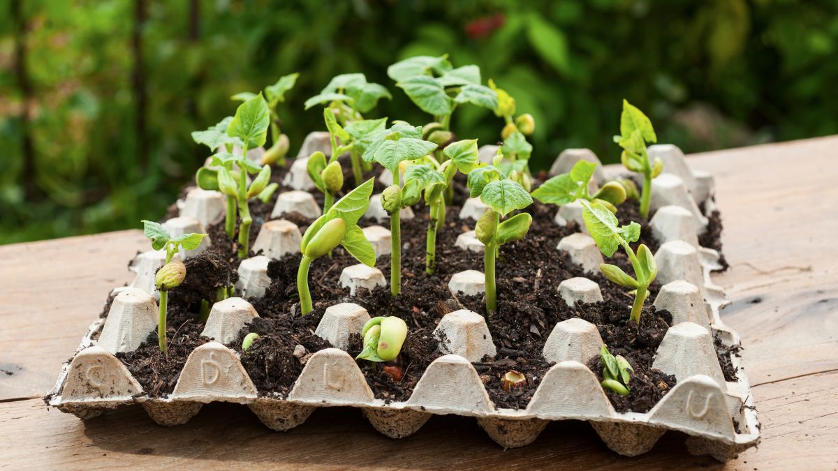 Jak wykorzystać wytłoczki po jajkach?