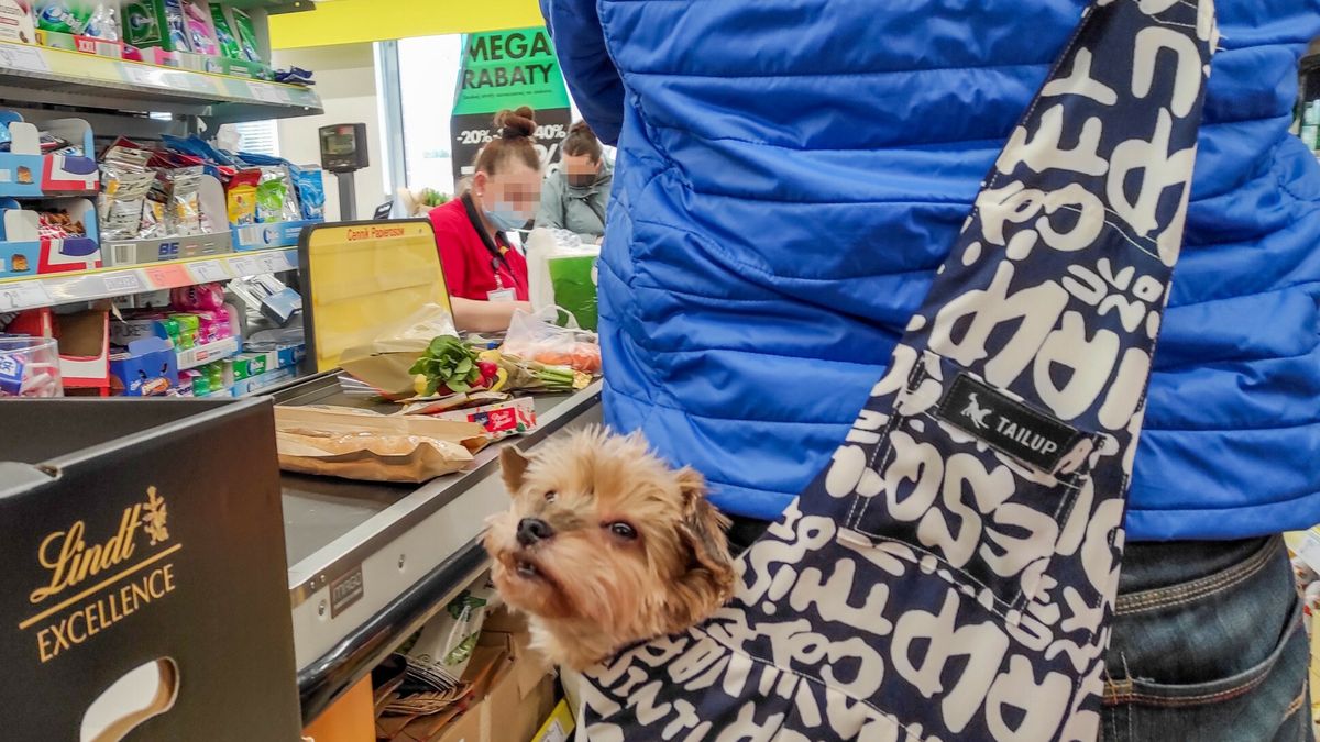 Od czasu do czasu powraca internetowa dyskusja na temat obecności czworonogów w przestrzeni publicznej