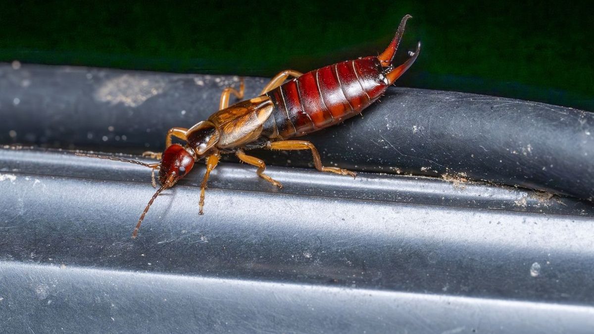 Czego skorki szukają w domach?