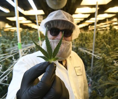 Substancje z konopi mogą zapobiegać infekcjom. Oto sposób na walkę z COVID-19?