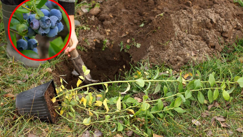 Kiedy sadzić borówkę?