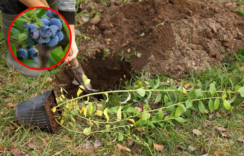 Kiedy sadzić borówkę amerykańską? Nie przegap terminu
