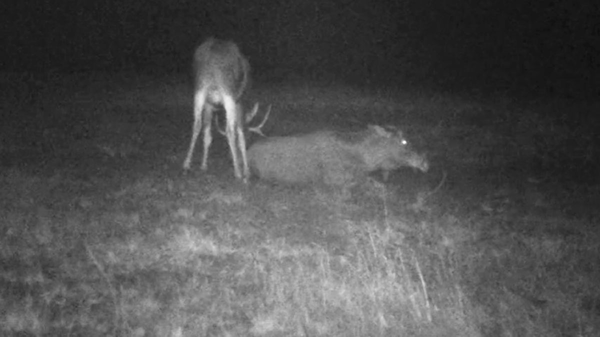 Miłość w leśnym wydaniu.